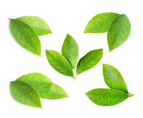 Fresh green leaves of citrus plant isolated on white, set