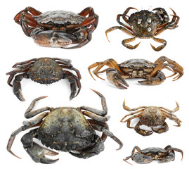 Fresh crabs isolated on white, set. Sea food