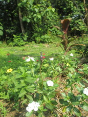 dragonflies perched on blooming flowers in the flower garden