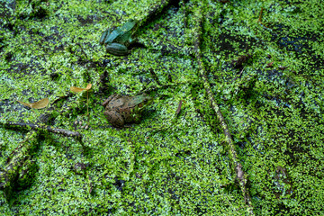 Colorful frogs blending into green swamp environment with scattered twigs and leaves at a tranquil wetland during the daytime