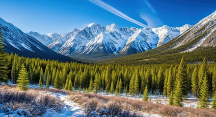 Stunning panoramic view of snowcapped rocky mountains towering over a dense evergreen forest valley with patches of snow on the foreground ground under a bright blue sky with contrails