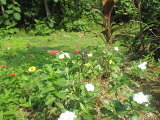 dragonflies perched on blooming flowers in the flower garden