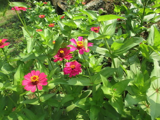 butterflies perched on blooming flowers in the flower garden
