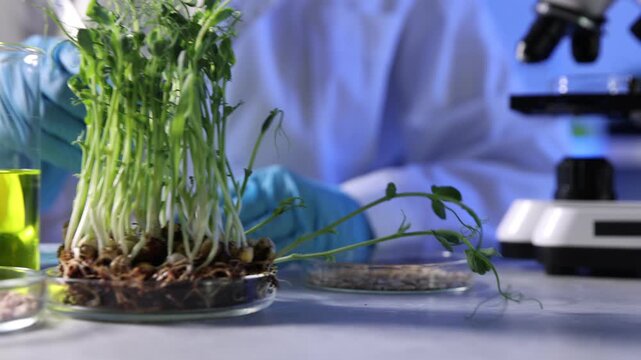 GMO concept. Scientist working with samples of microgreens at table, closeup