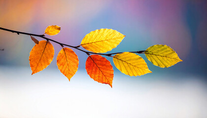 Fototapeta premium Autumn Leaves Branch