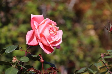  大船フラワーセンター、バラ園。カトリーヌ ドゥヌーブ