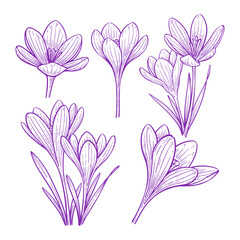 Set of Hand Drawn Crocus Flower, Botanical Outline Vector Illustration Collection	