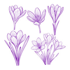 Set of Hand Drawn Crocus Flower, Botanical Outline Vector Illustration Collection	
