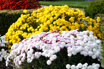 chrysanthemum bushes in the garden

