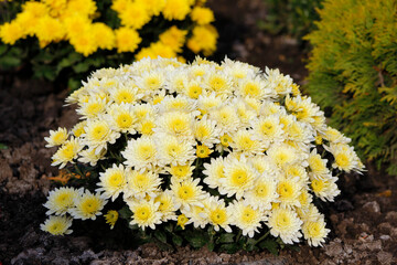 beautiful light yellow chrysanthemums close up

