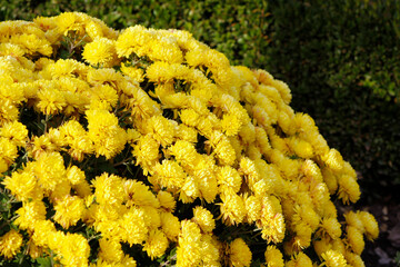 beautiful yellow chrysanthemums close up

