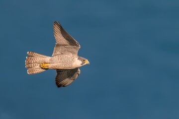 日本海をバックに朝日を浴びながら悠然と飛ぶハヤブサ成鳥