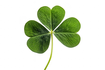 A vibrant. green four-leaf clover isolated on a white background. symbolizing good luck and fortune. perfect for use in nature-themed designs or St Patricks Day celebrations