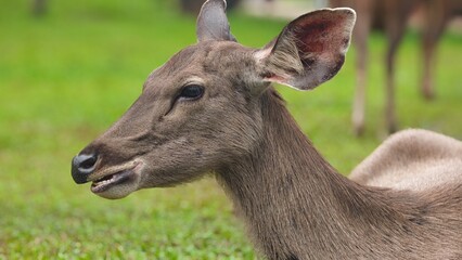 Fototapeta premium Sambar Deer in Khao Yai National Park, Thailand.