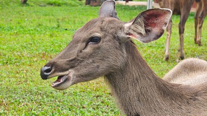 Sambar Deer in Khao Yai National Park, Thailand.