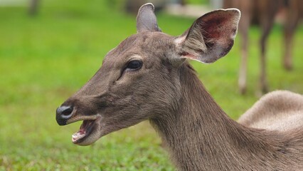 Sambar Deer in Khao Yai National Park, Thailand.