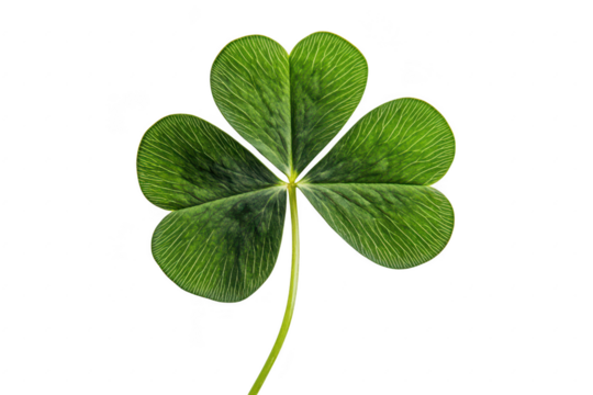 A vibrant. green four-leaf clover isolated on a white background. symbolizing good luck and fortune. perfect for use in nature-themed designs or St Patricks Day celebrations