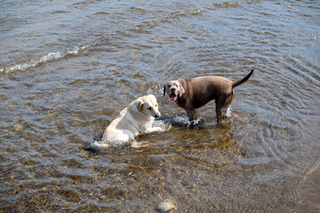 Two friendly dogs play in shallow water at a serene lakeside location on a sunny day, enjoying their time together and exploring nature