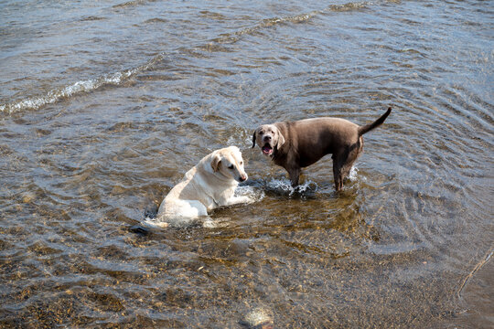 Two friendly dogs play in shallow water at a serene lakeside location on a sunny day, enjoying their time together and exploring nature