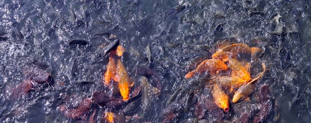 a school of fish in the water