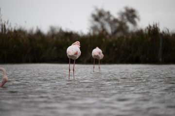 fenicotteri rosa camargue