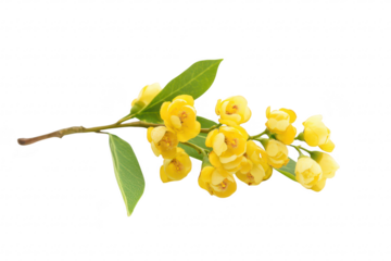 A delicate branch of yellow flowers with green leaves. elegantly arranged against a clean white background. perfect for floral-themed designs or nature-inspired projects