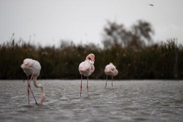 fenicotteri rosa camargue