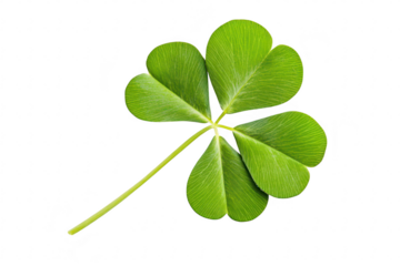 A green four-leaf clover delicately placed on a clean white background. symbolizing good luck and prosperity. perfect for nature-themed designs or seasonal promotions