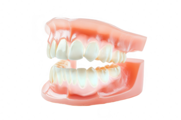 A close-up view of a realistic dental model upper and lower teeth. set against a clean white background. ideal for educational purposes in dental studies or oral health awareness
