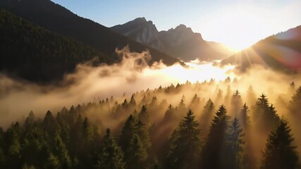 Golden Sunrise Over Misty Forest Mountains Cinematic Footage - Powered by Adobe