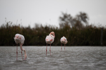 fenicotteri rosa camargue