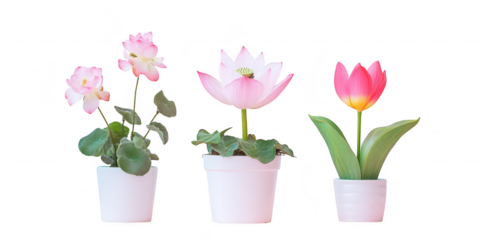 A serene arrangement of three potted flowers. featuring delicate pink begonias. a lotus bloom. and a colorful tulip. set against a soft pastel blue background. perfect for spring-themed decor
