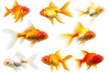 Naklejka premium A assortment of goldfish swimming gracefully against a pristine white background. their unique colors and patterns. ideal for aquatic-themed projects or educational materials