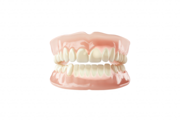 A detailed view of a realistic dental model a full set of teeth and gums. emphasizing dental anatomy. ideal for educational purposes in dental hygiene or orthodontics