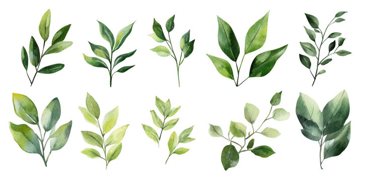 A collection of watercolor leaves various shades of green. arranged artistically on a white background. ideal for nature-themed designs and botanical illustrations (1)