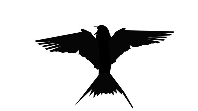 eagle vector illustration animation