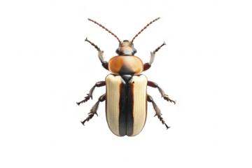 Close-up view of a beetle intricate patterns and colors on a clean white background. highlighting its natural beauty for educational or scientific purposes