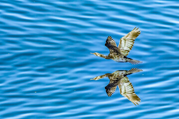 cormorant flying over the pacific ocean