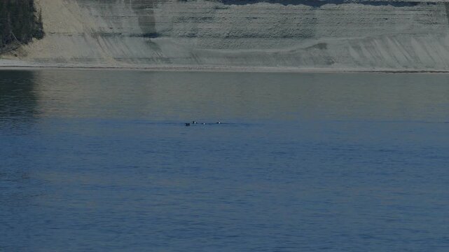 Ducks Swim on the Coastline at Tower Point (Pointe de la Tour) on Anticosti Island, Quebec, Canada