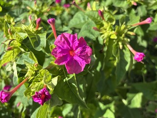 Fototapeta premium Vivid pink Four O'Clock (Mirabilis jalapa) flowers blooming among green leaves, known for opening in the late afternoon, creating a charming garden scene.