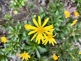 Bright yellow Euryops daisy flower in full bloom, featuring distinct petals and a central disc, surrounded by green foliage in a garden setting.