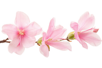 Obraz premium A delicate branch of pink flowers gracefully stretches across the image. their soft petals and colors against a clean white background. ideal for nature-themed designs or floral arrangements
