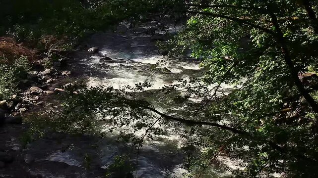 a video of the Quinault River in Olympic National Park Washington State