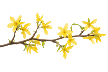 A delicate branch adorned with yellow flowers against a clean white background. the beauty of spring blossoms. perfect for nature-themed designs or floral arrangements