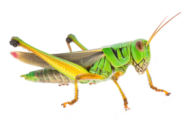 A green grasshopper perched on a white background. its intricate body structure and detailed appendages. ideal for educational materials or nature-themed projects