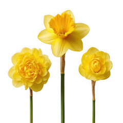 Three spring bloomers, daffodils on white background