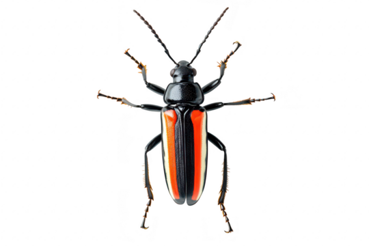 A close-up view of a black and orange beetle resting on a white background. its intricate details and features. ideal for educational purposes or nature-related content