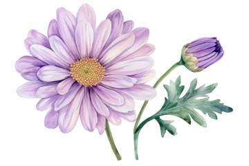 A beautifully detailed watercolor illustration of a lavender daisy flower with a budding bloom and green leaves. perfect for nature-themed designs. floral decor. or botanical studies