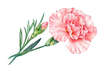 A beautifully detailed watercolor illustration of a pink carnation flower with delicate buds and green leaves. set against a clean white background. perfect for floral design projects or nature-themed