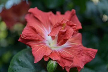close-up of a coral pink hibiscus flower on a bokeh background